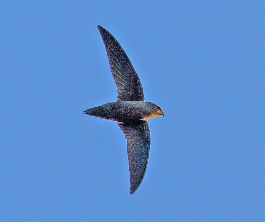 Chimney Swifts – Resources – Nature London