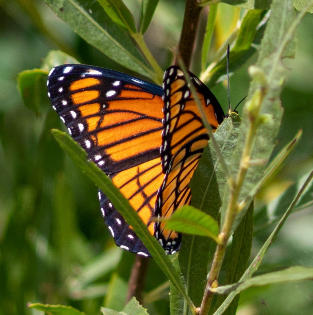 Illustrated List of Butterflies – Nature London