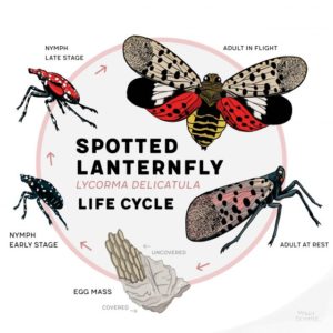 SpottedLanternfly-1_Lifecycle_circle-courtesy-of-Molly-Schaefer-640× ...